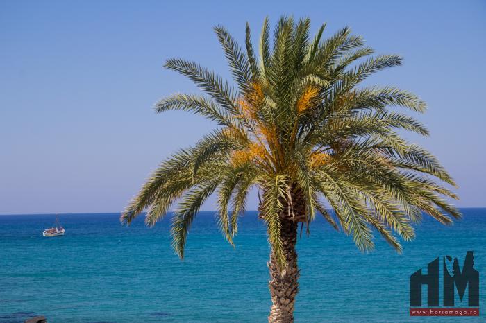 Creta, Stalida - un palmier.jpg