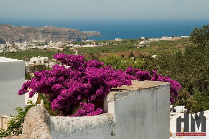 Santorini, panorama cu flori 