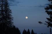 Transalpina Ranca - luna in padure