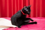 Louis pe o parte